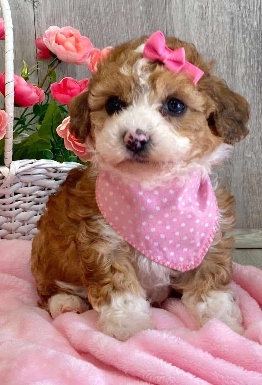 Anaheim Aussiedoodle