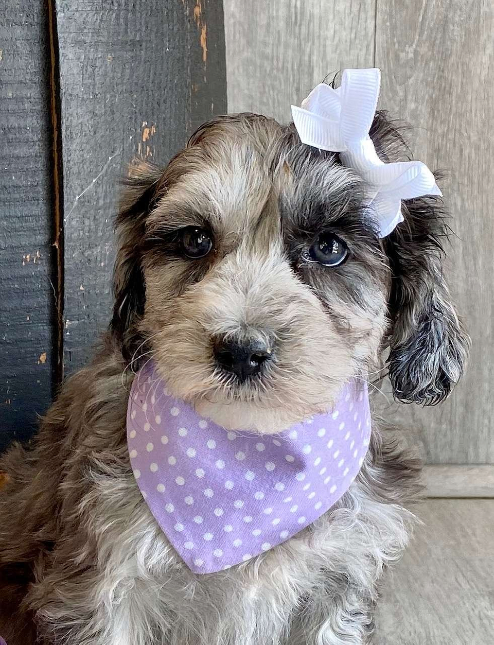 Available Aussiedoodle