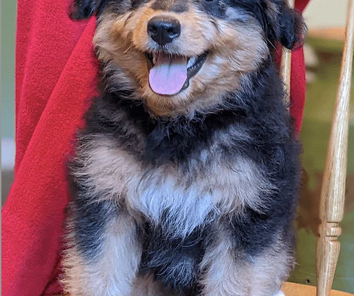 Available Aussiedoodle