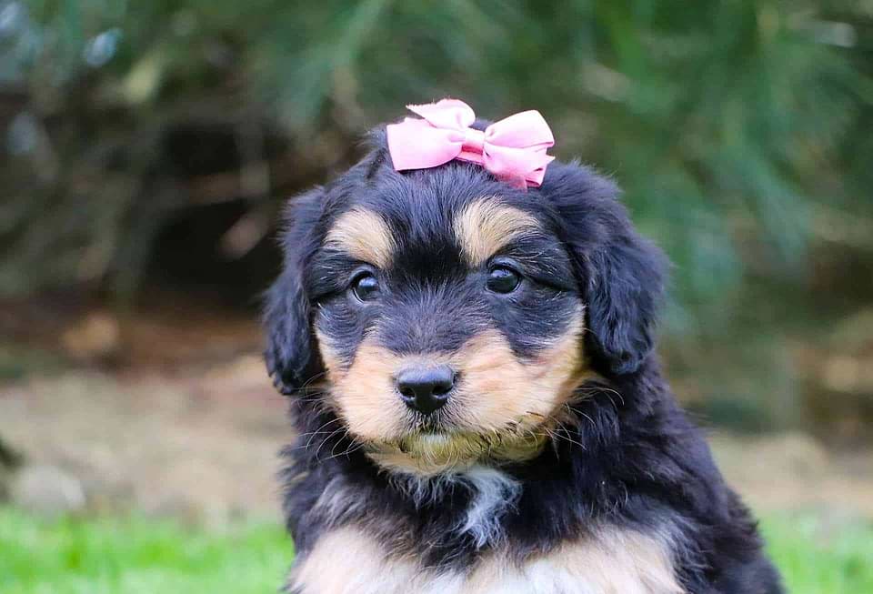 Aussiedoodle Available