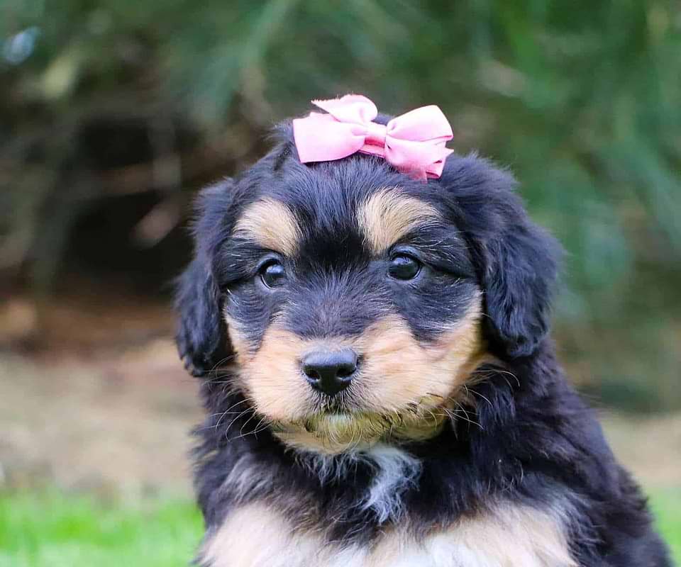 Aussiedoodle Available