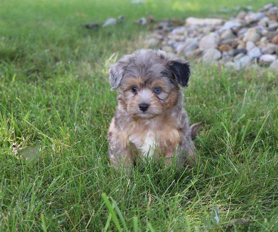Available Aussiedoodle
