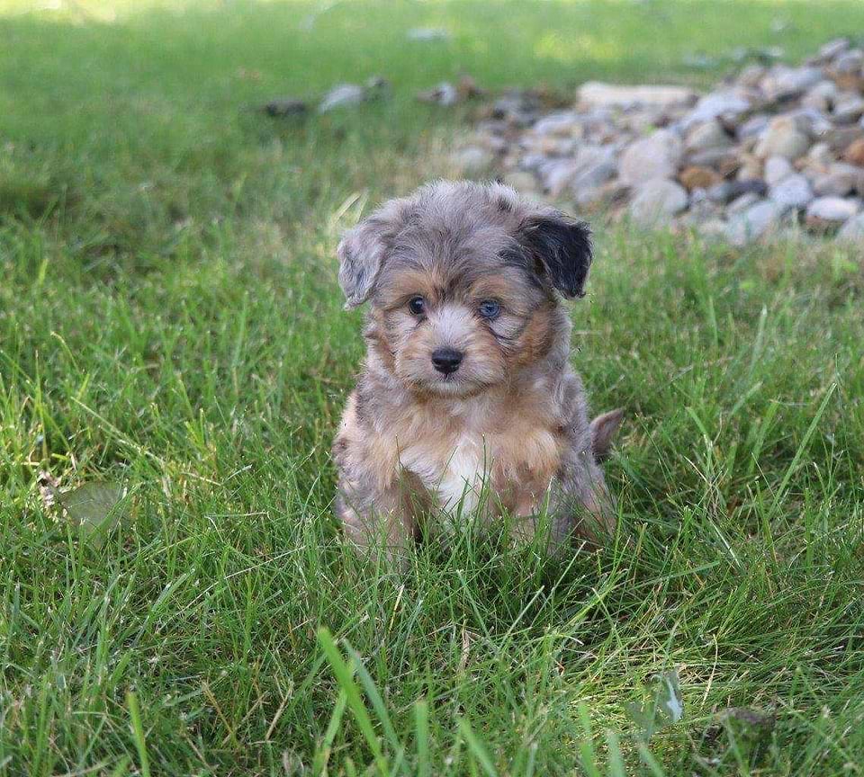Available Aussiedoodle
