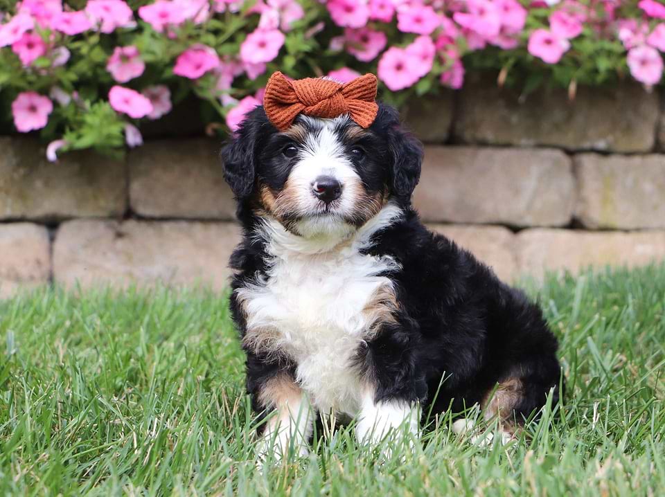 Available Bernedoodle