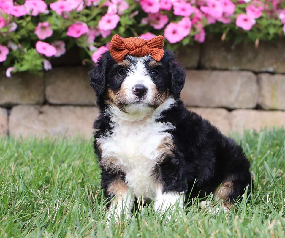 Available Bernedoodle