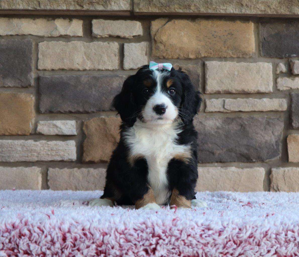 Bernedoodle Available