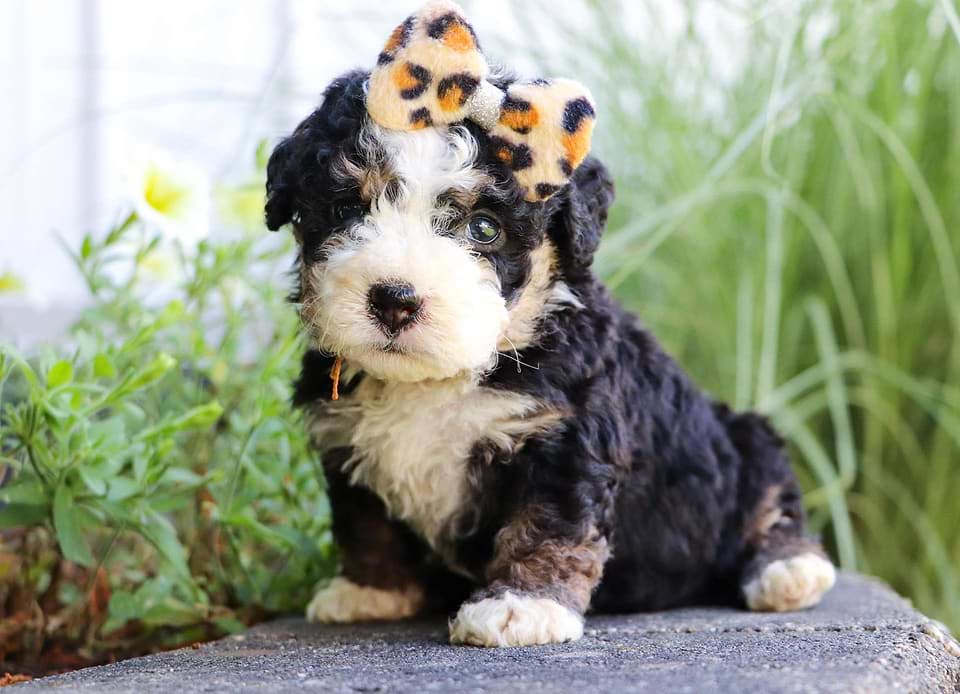 Berndoodle Puppy