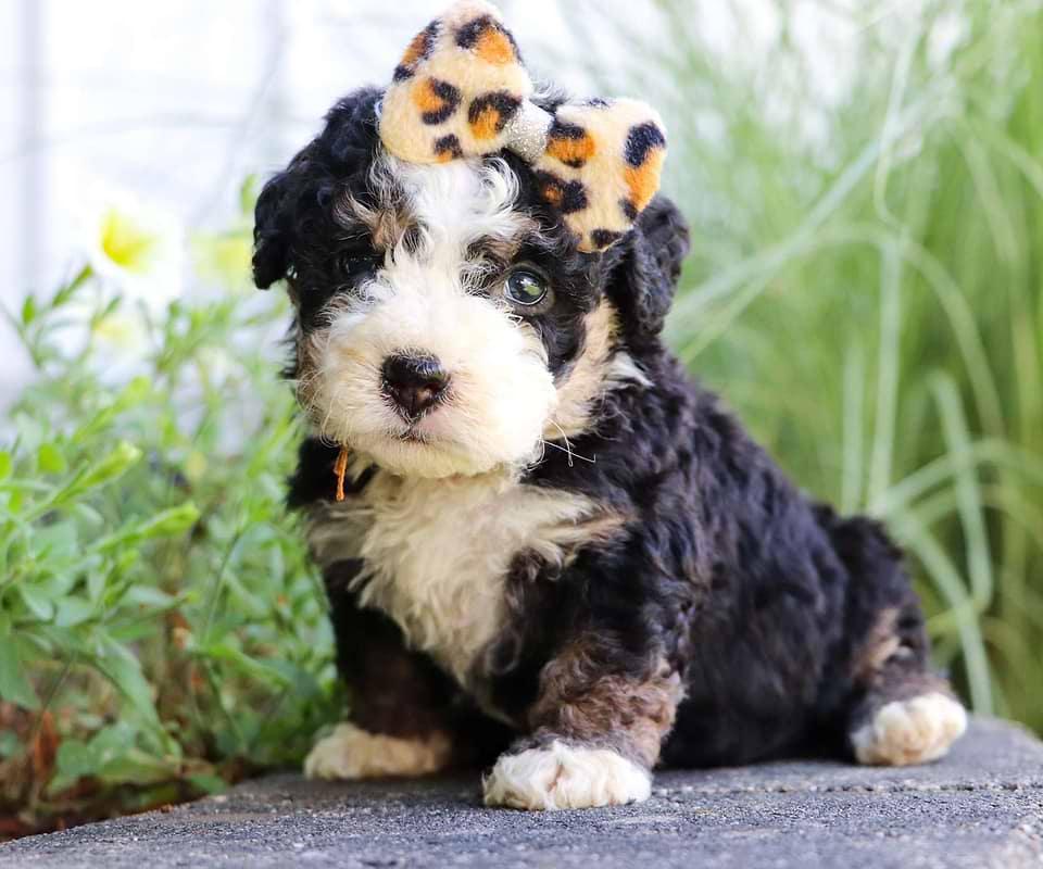 Berndoodle Puppy