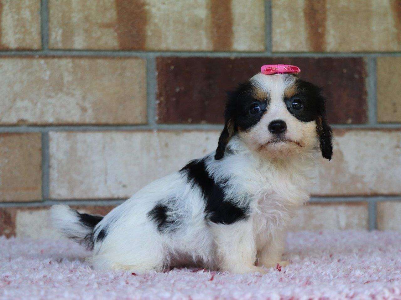 Cavachon Available