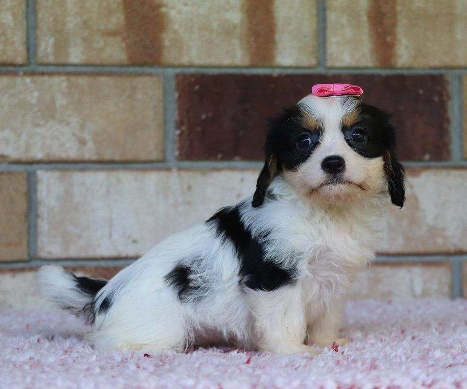 Cavachon Available