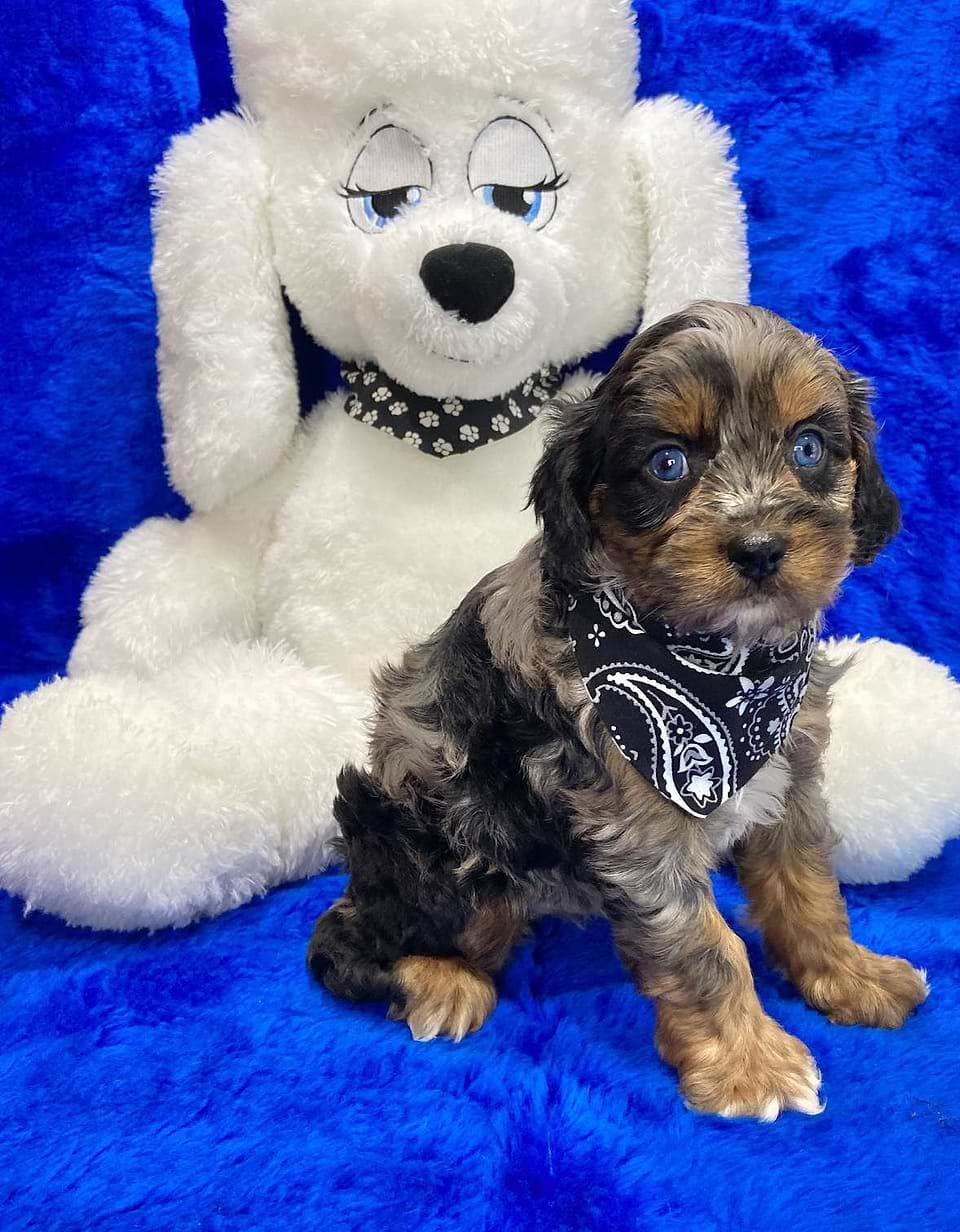 Available Cavapoo