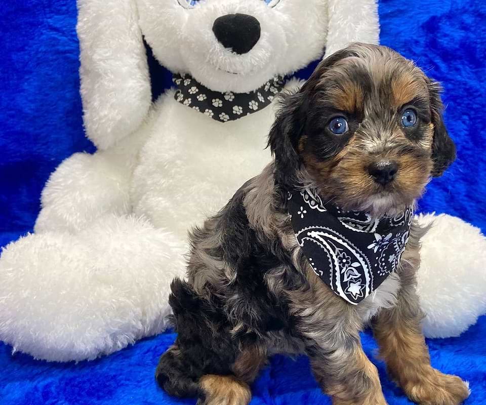 Available Cavapoo