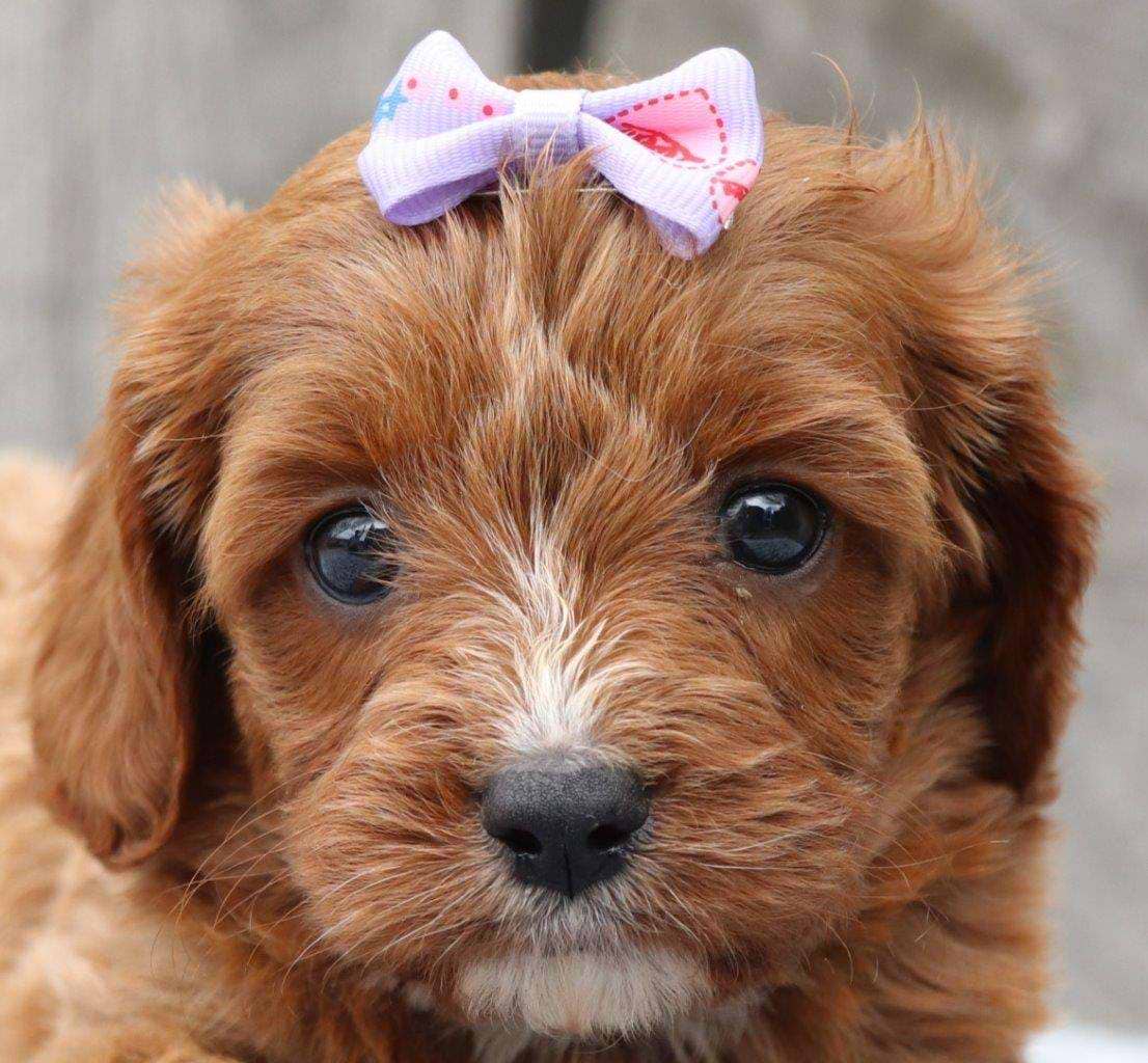 Cavapoo Available