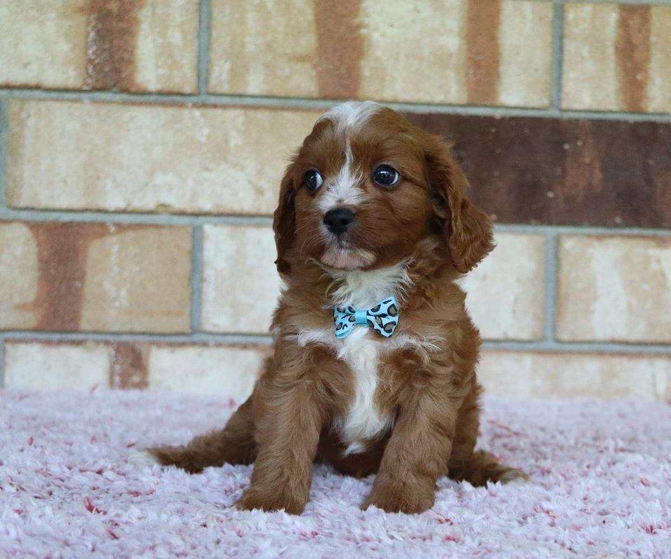 Best Washington Cavapoos Available — Crockett Doodles