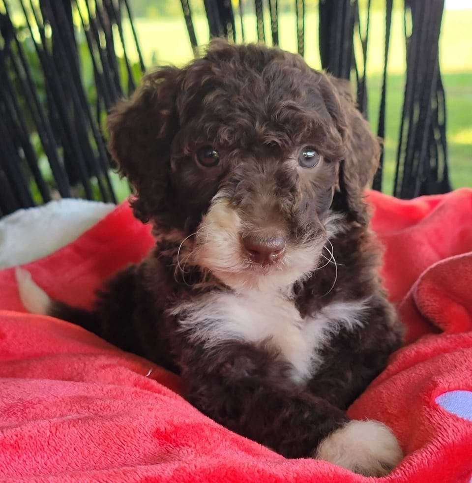 Sheepadoodle Available
