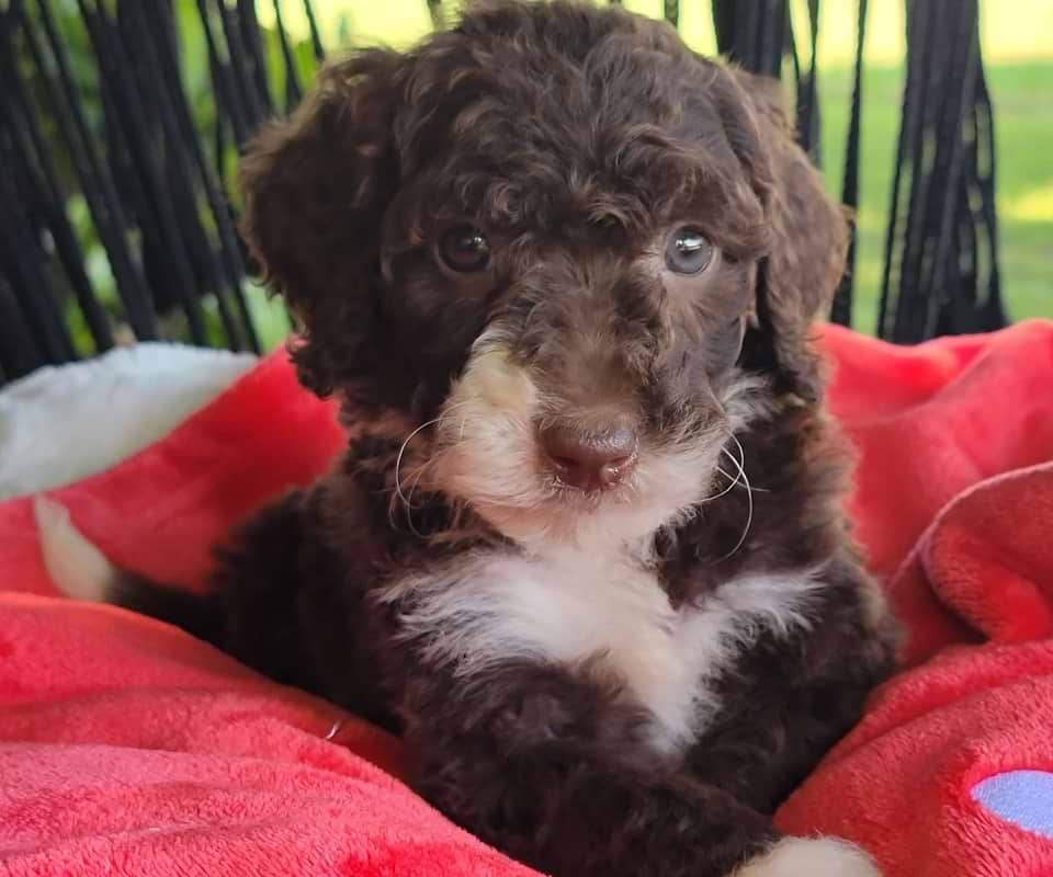 Sheepadoodle Available