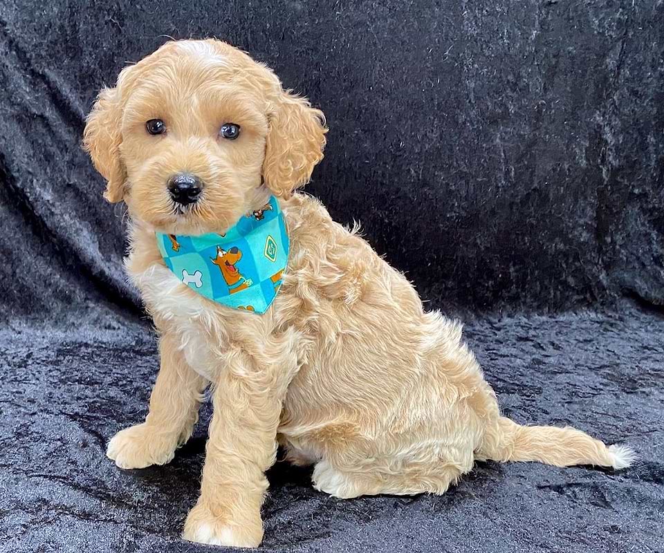 Goldendoodle Available