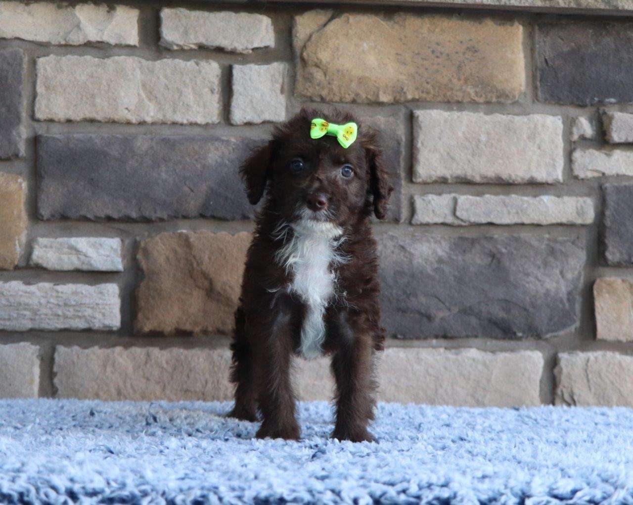 Labradoodle Available