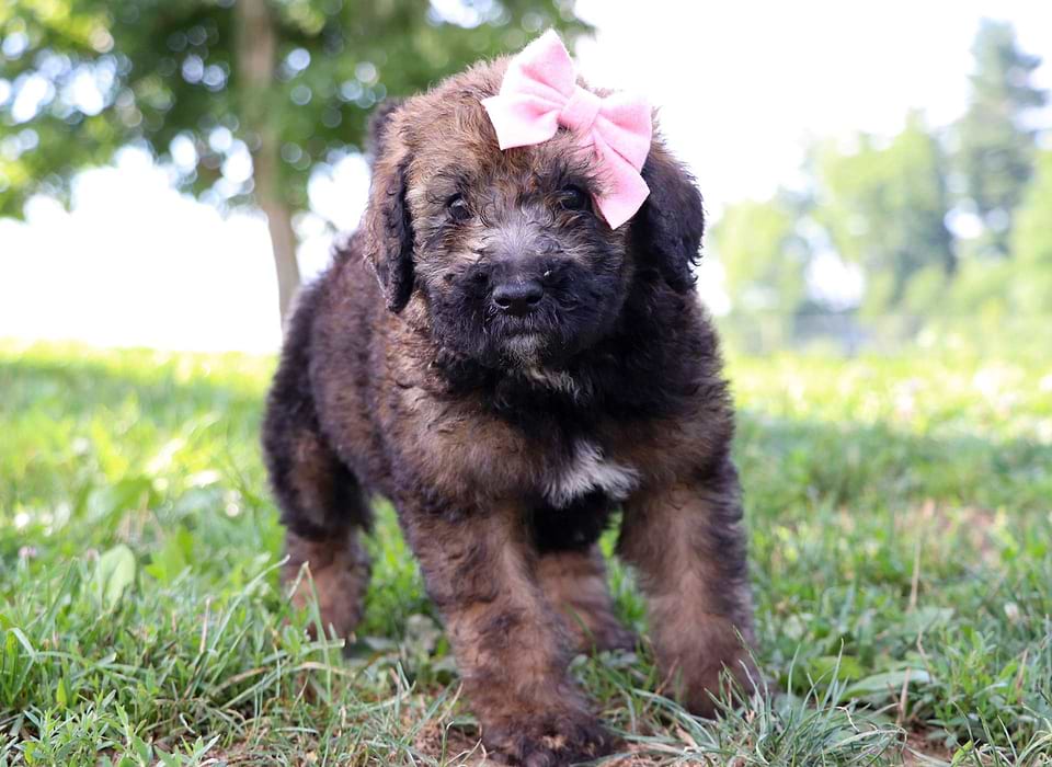 Saint Berdoodle Available