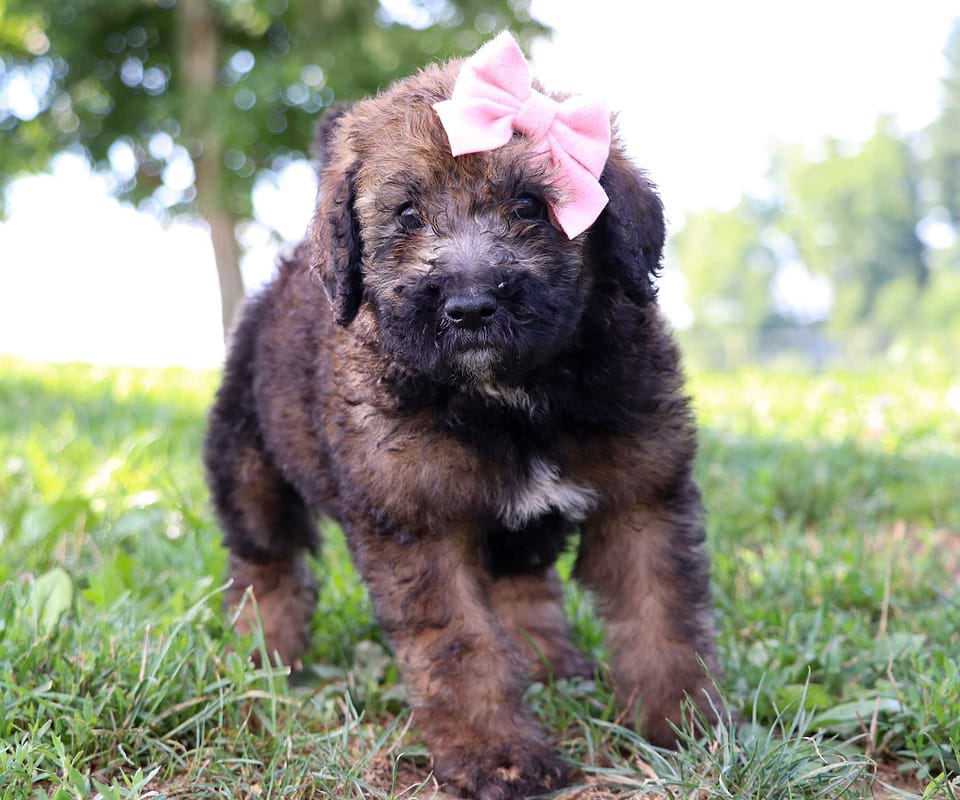 Saint Berdoodle Available