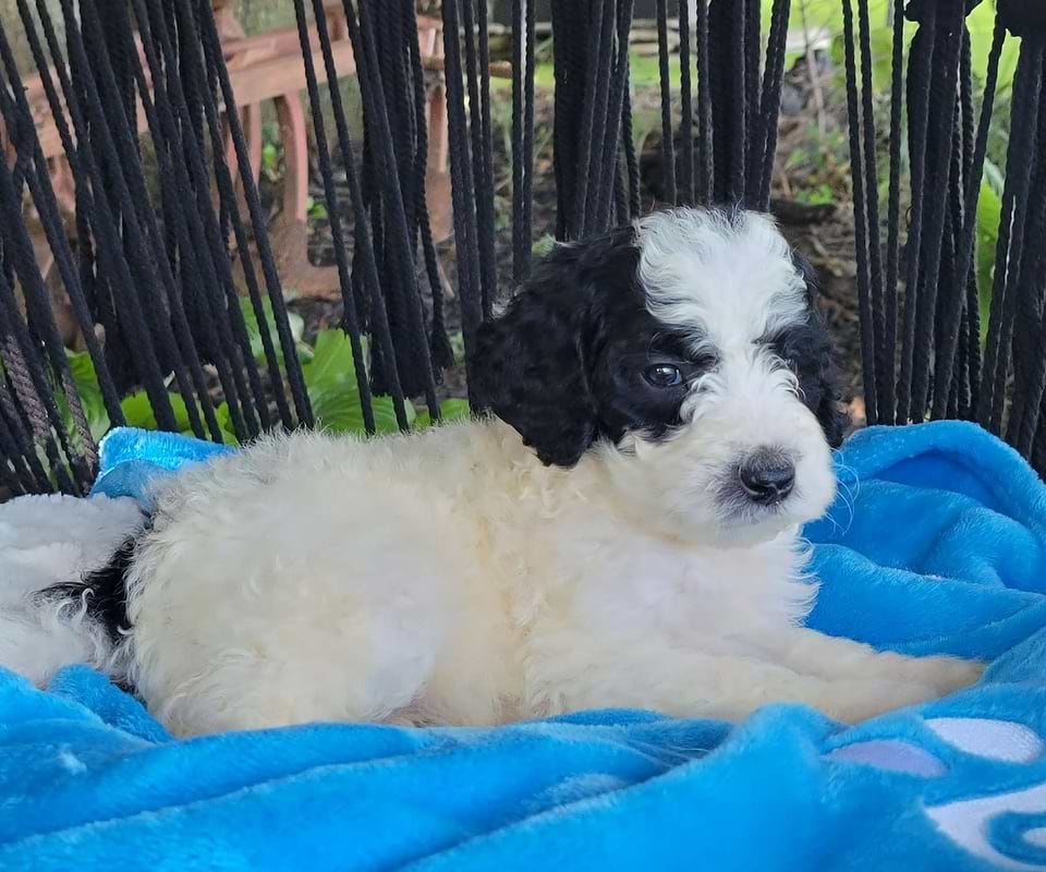 Sheepadoodle Available