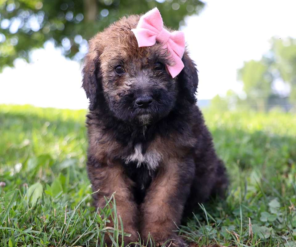 Swiss Doodle Available