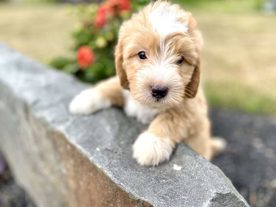 Swiss Doodle Pup Available