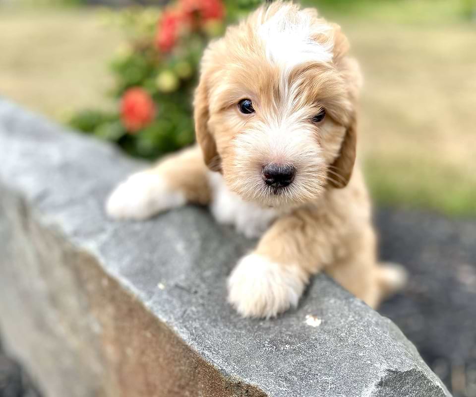 Swiss Doodle Pup Available