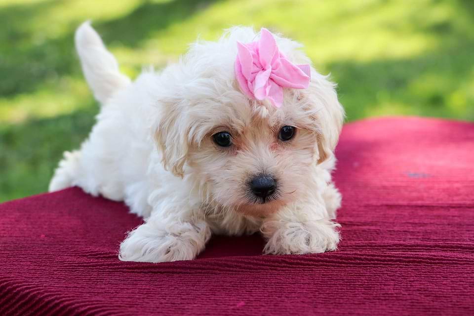 Available Maltipoo