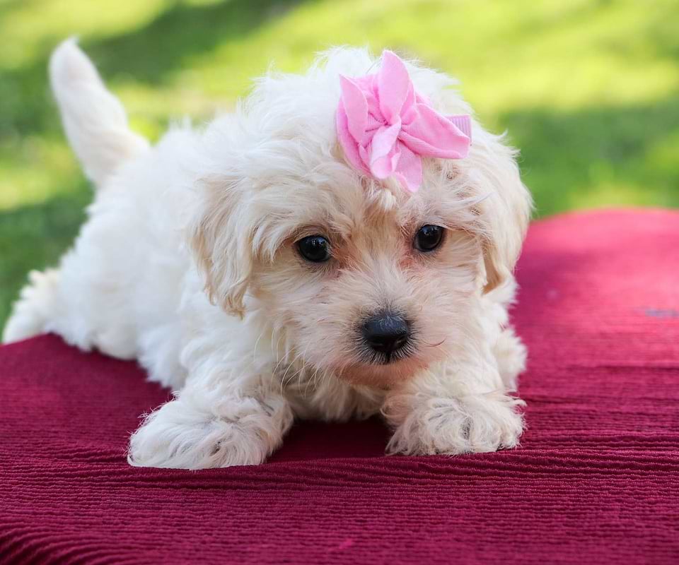 Available Maltipoo