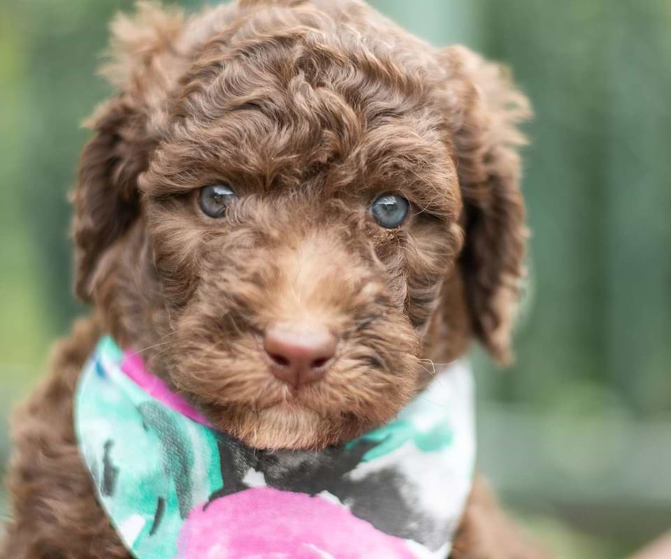 Newfiedoodle Available