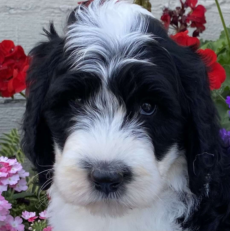 Available Sheepadoodle
