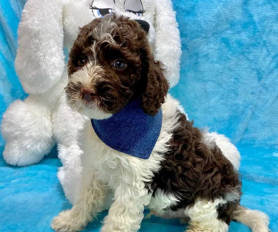 Available Springerdoodle