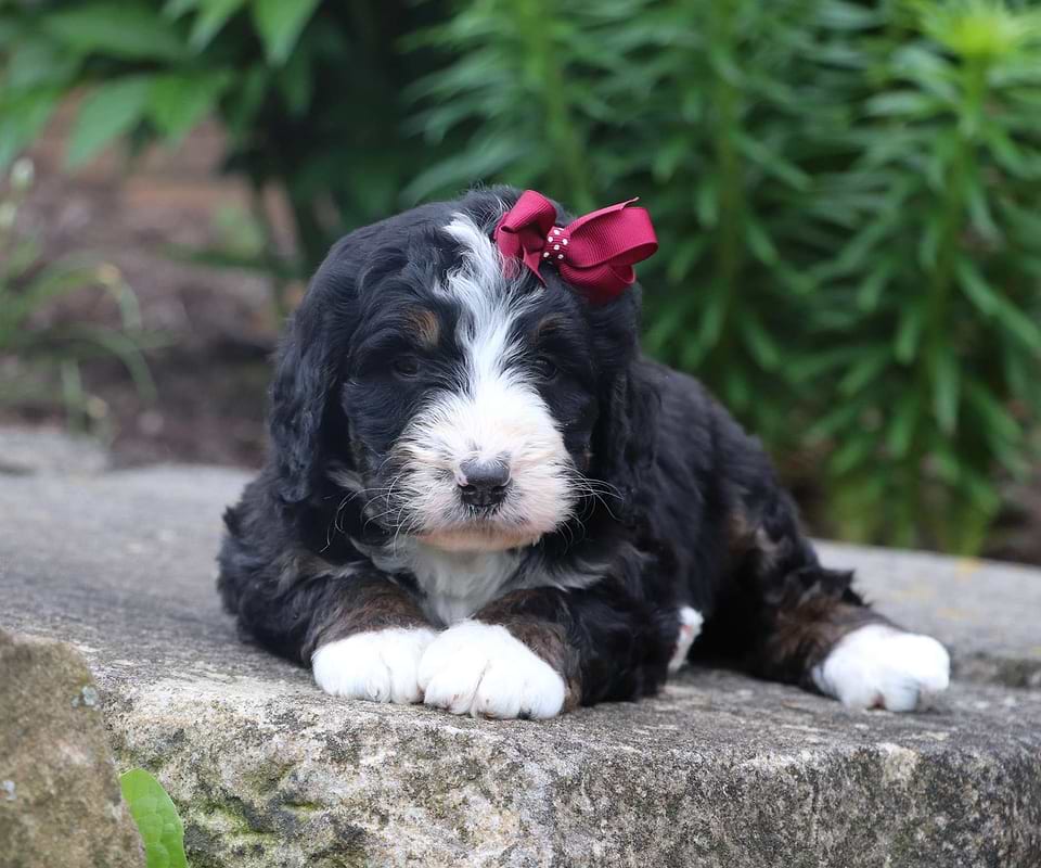 Available Bernedoodle