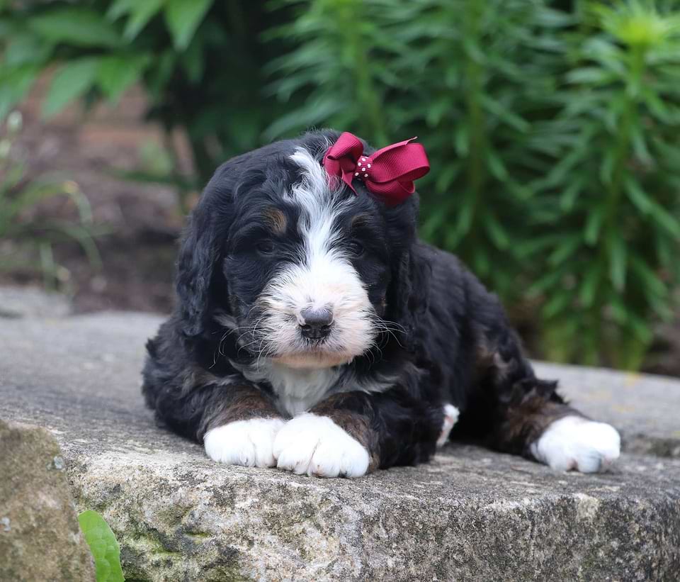 Available Bernedoodle