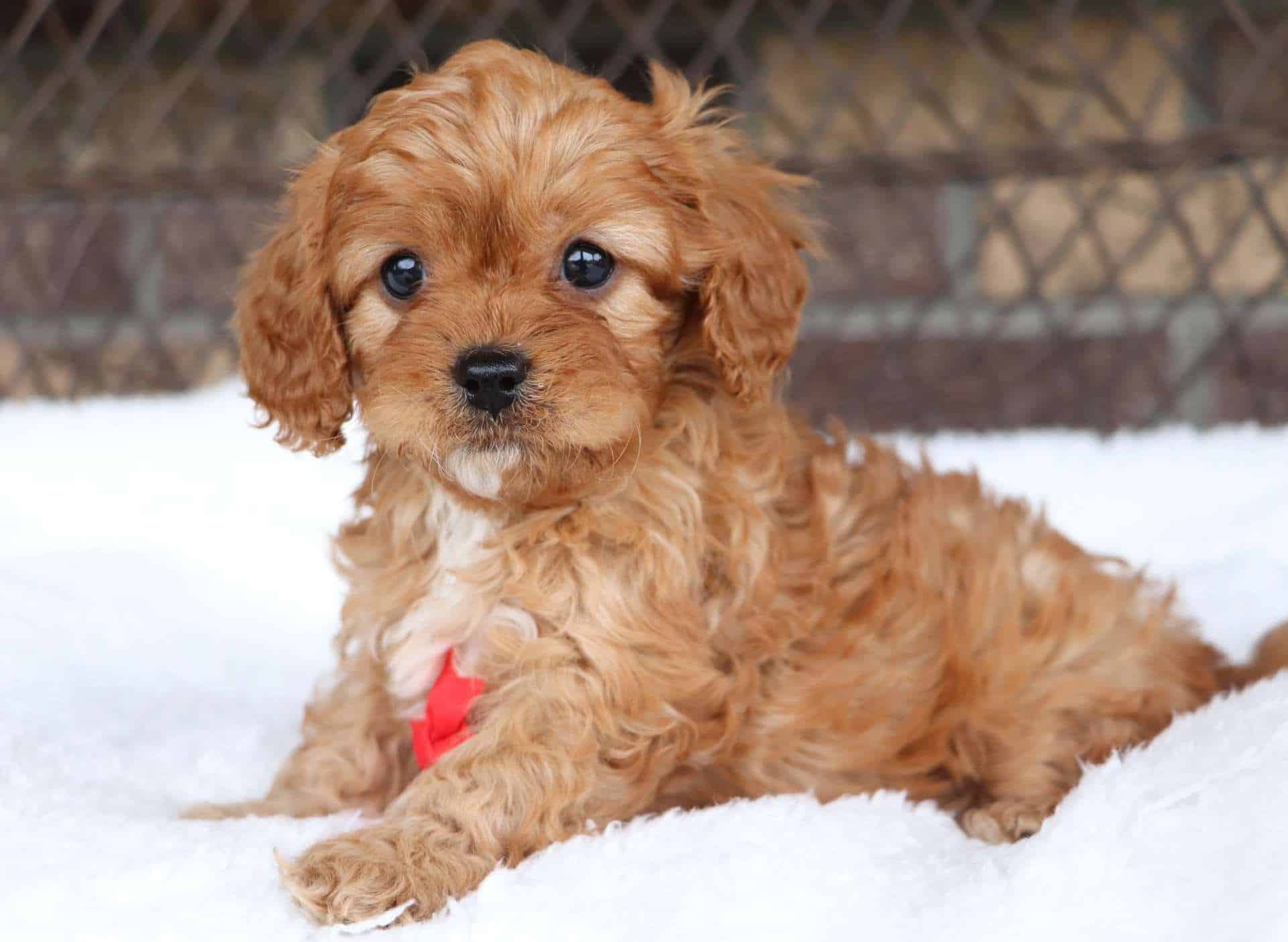 Best Baton Rouge Cavapoos — Crockett Doodles