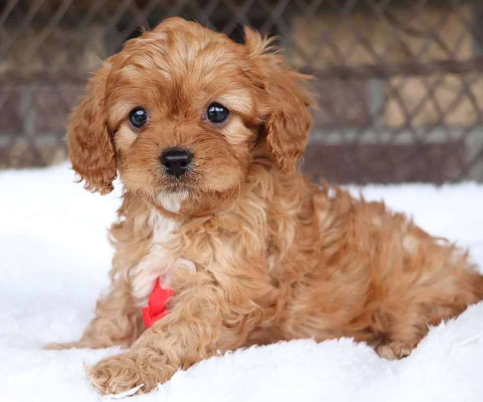 Available Cavapoo