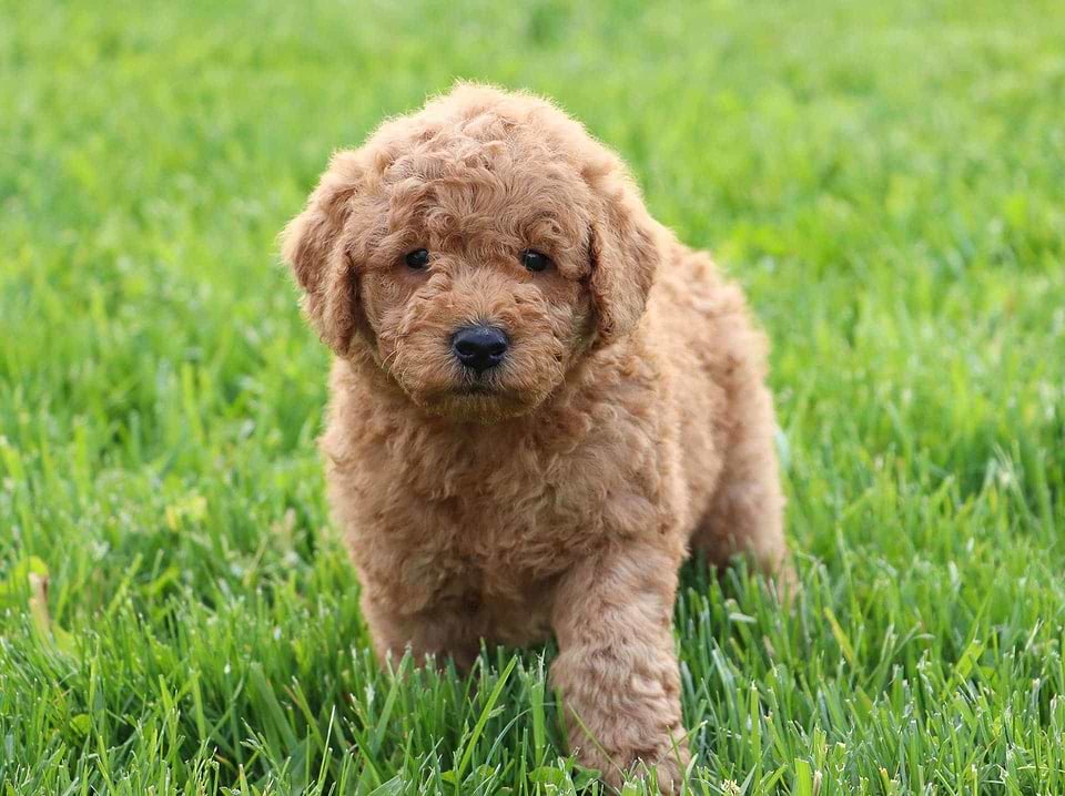 Available Labradoodle