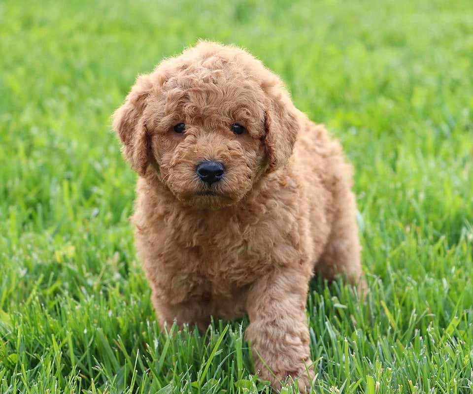Available Labradoodle