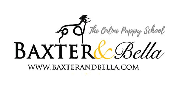 Baxter Bella Puppy School