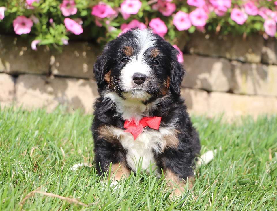 Available Bernedoodle