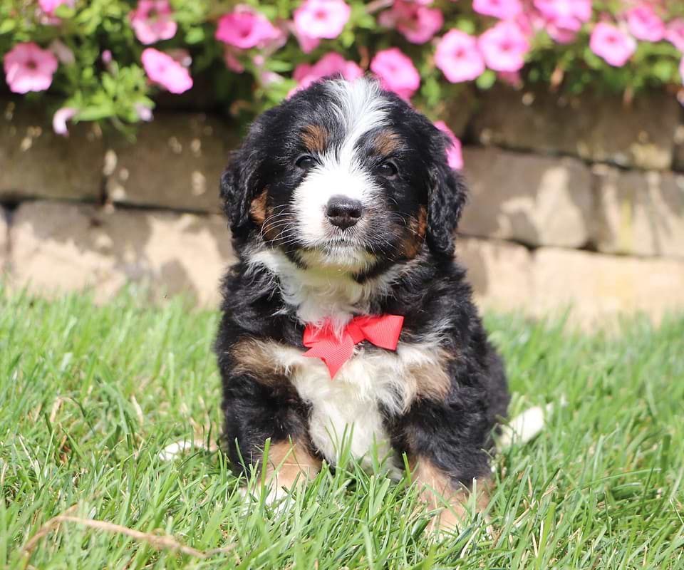Available Bernedoodle