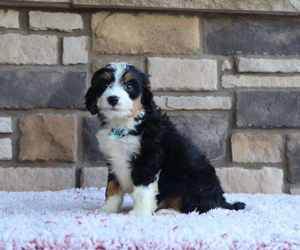 Available Bernedoodle