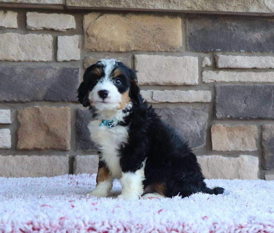 Available Bernedoodle