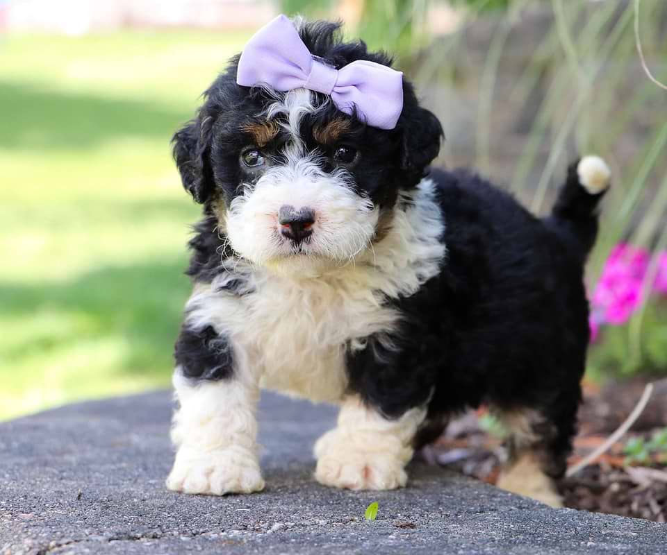 Available Bernedoodle
