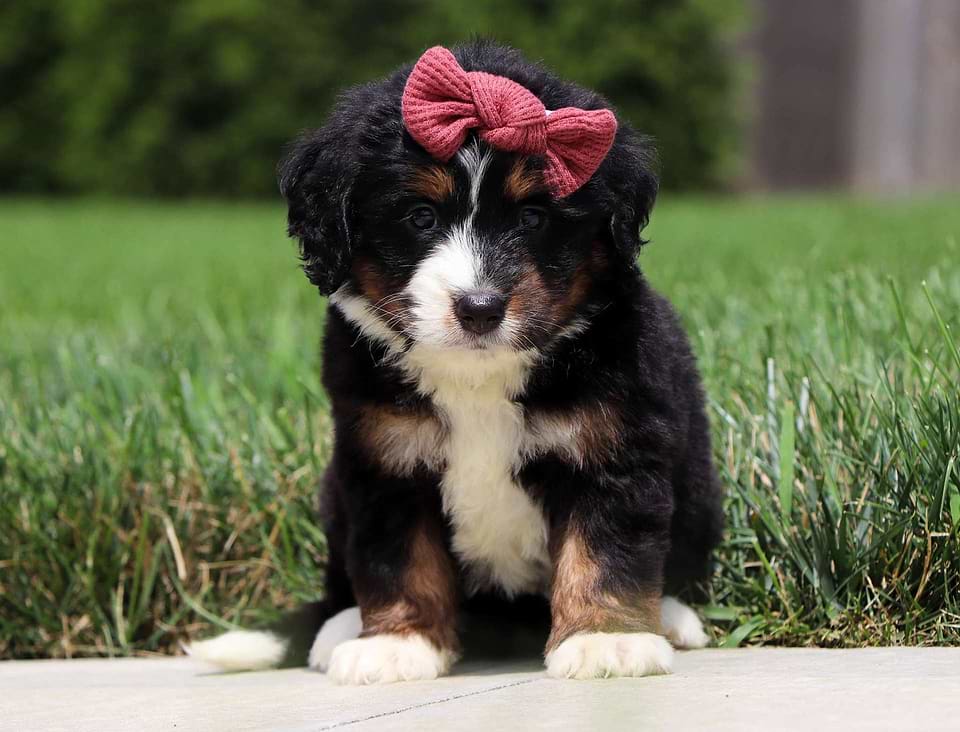 Bernedoodle Available