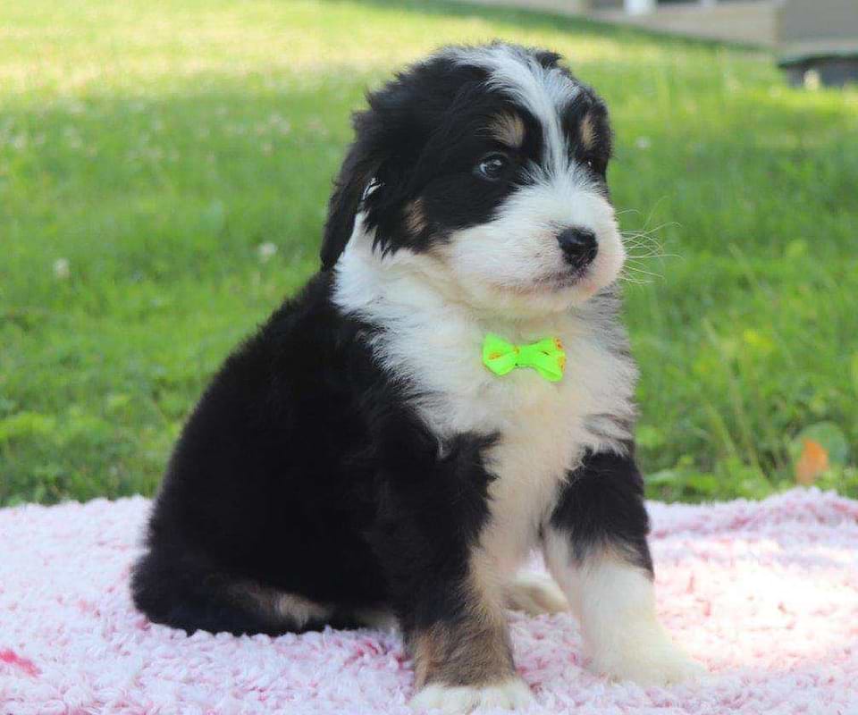 Bernedoodle Available