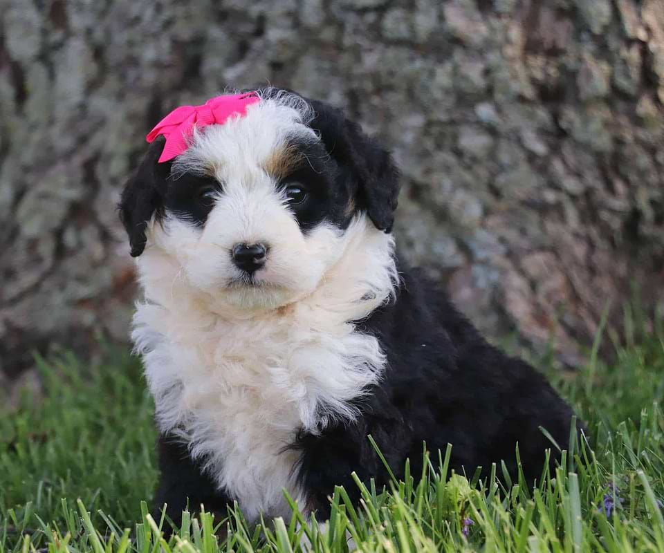 Available Bernedoodle