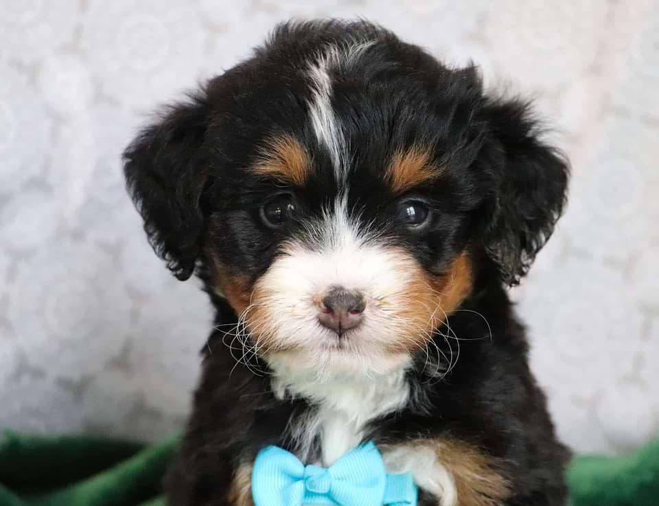 Available Bernedoodle