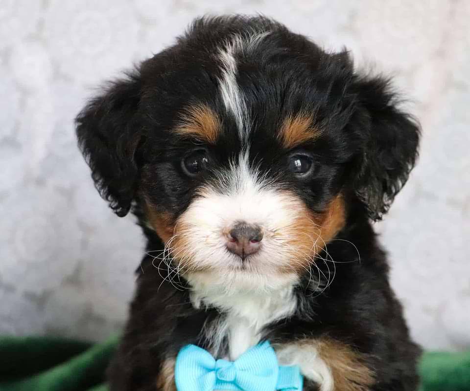 Available Bernedoodle